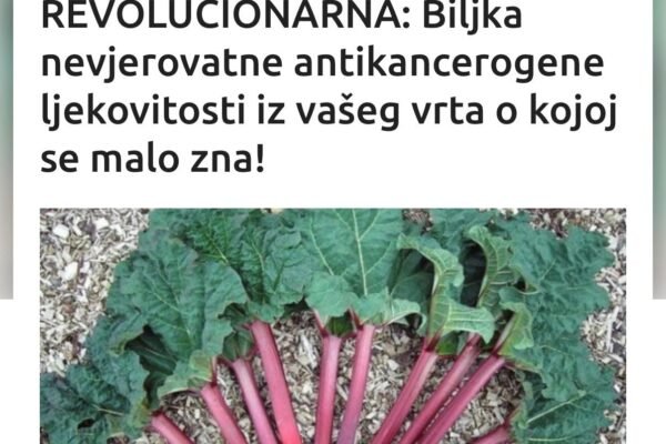 ZABORAVLJENA I REVOLUCIONARNA: Biljka nevjerovatne antikancerogene ljekovitosti iz vašeg vrta o kojoj se malo zna! ZABORAVLJENA I REVOLUCIONARNA: Biljka nevjerovatne antikancerogene ljekovitosti iz vašeg vrta o kojoj se malo zna!