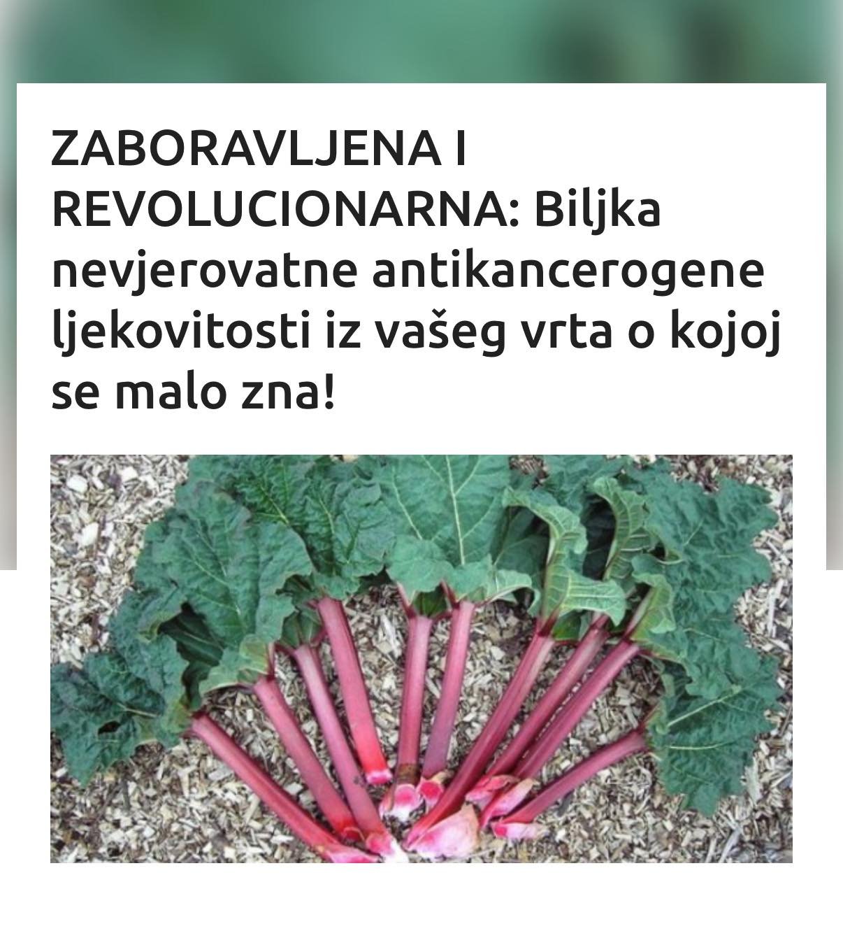 ZABORAVLJENA I REVOLUCIONARNA: Biljka nevjerovatne antikancerogene ljekovitosti iz vašeg vrta o kojoj se malo zna!