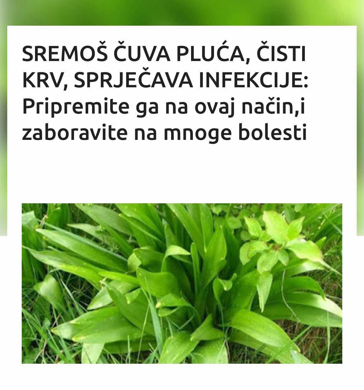 SREMOŠ ČUVA PLUĆA, ČISTI KRV, SPRJEČAVA INFEKCIJE: Pripremite ga na ovaj način,i zaboravite na mnoge bolesti