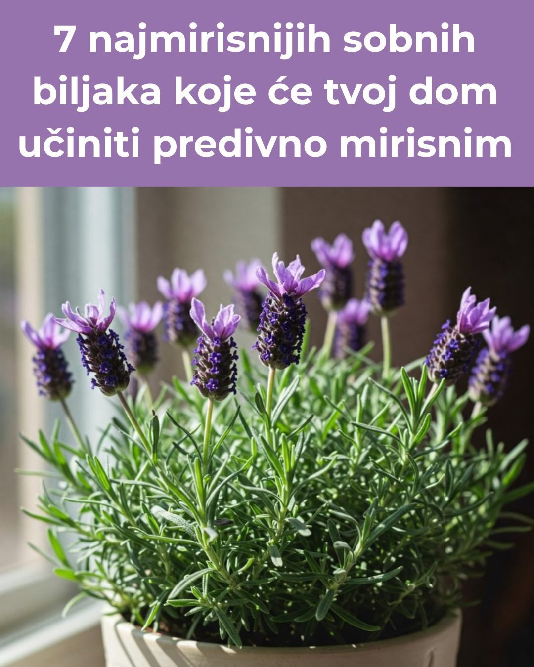 Zaboravi na osvježivače – Donosimo vam 7 biljaka koje će vaš prostor učiniti predivno mirisnim