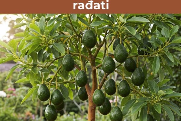 Otkrivamo 6 savjeta za uspješan uzgoj avokada u saksiji – i kako da počne rađati