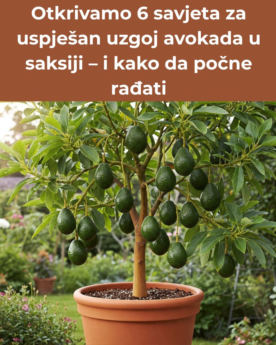 Otkrivamo 6 savjeta za uspješan uzgoj avokada u saksiji – i kako da počne rađati