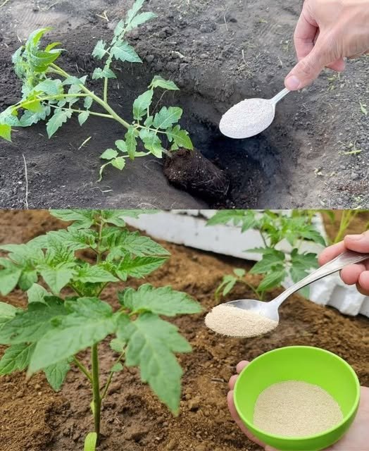 Ako želite da dobijete jaku žetvu dobrog, zrelog paradajza u svom vrtu, potrebno je da dodate ovaj sastojak zemlji. DOVOLJNA JE ŠAKA I GOTOVI STE