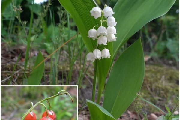 Europski đurđica (Convallaria majalis): Ljepota koja može biti opasna