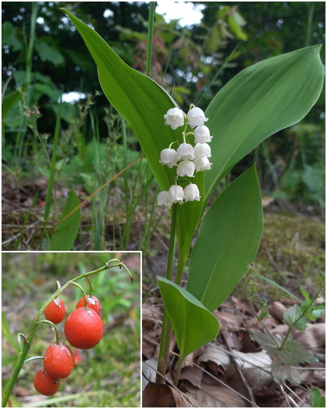Europski đurđica (Convallaria majalis): Ljepota koja može biti opasna