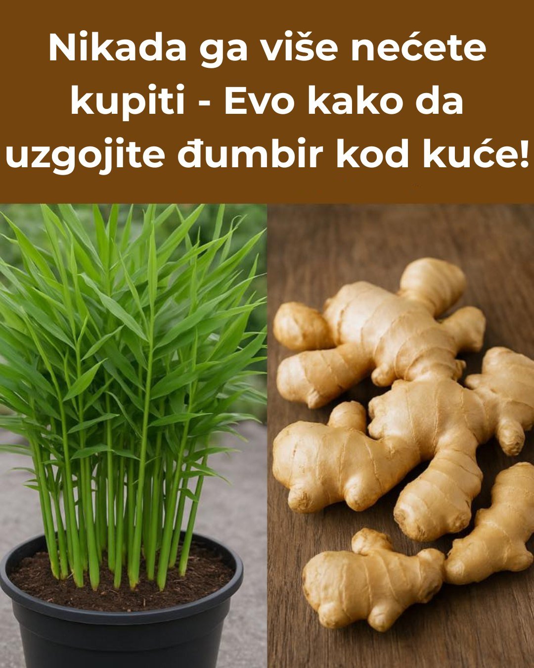 Nikada ga više nećete kupiti – Evo kako da uzgojite đumbir kod kuće!