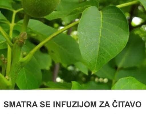 SMATRA SE INFUZIJOM ZA ČITAVO TIJELO: Jača želudac, poboljšava probavu i krvnu sliku, protiv čireva i kostobolje…
