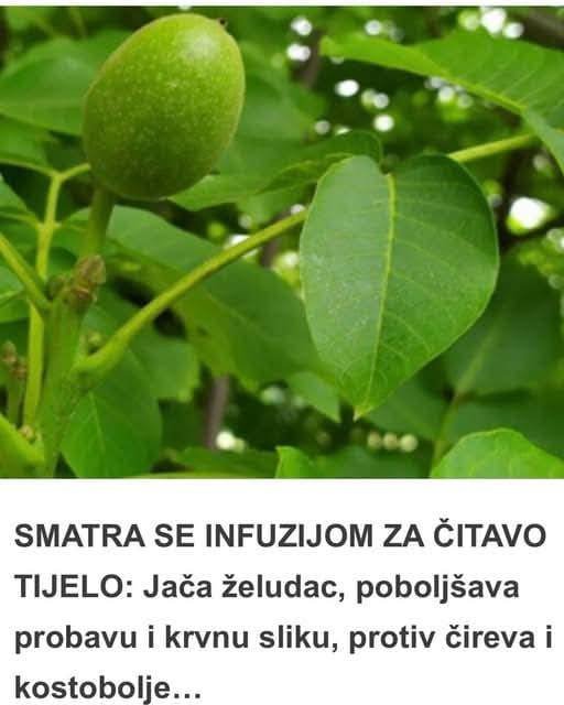 SMATRA SE INFUZIJOM ZA ČITAVO TIJELO: Jača želudac, poboljšava probavu i krvnu sliku, protiv čireva i kostobolje…