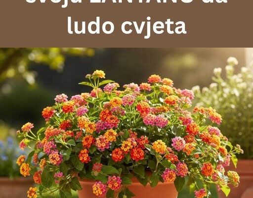 Uz ove savete tvoja lantana će eksplodirati od cvetova – Doslovno!
