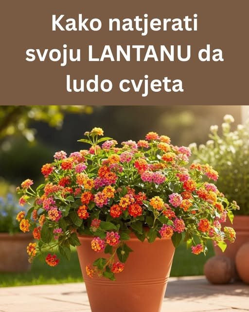 Uz ove savete tvoja lantana će eksplodirati od cvetova – Doslovno!