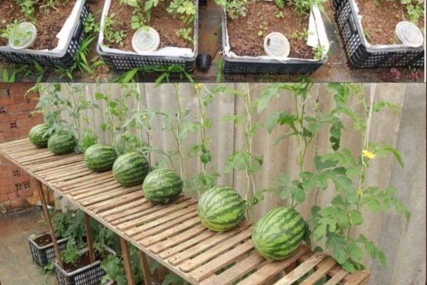 Otkrivamo tajne iskusnih vrtlara – Naučite kako da uzgojite lubenice na svojoj terasi