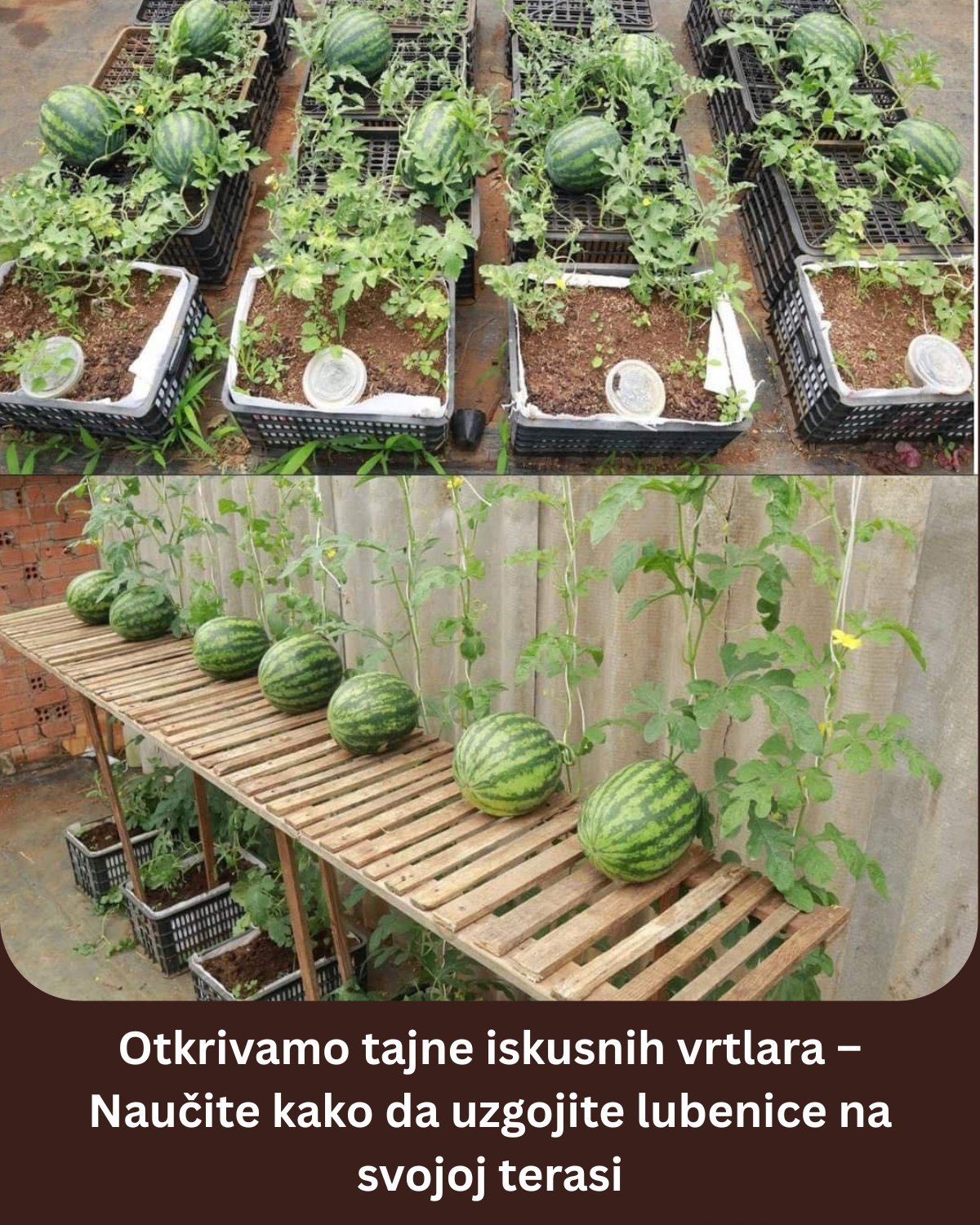 Otkrivamo tajne iskusnih vrtlara – Naučite kako da uzgojite lubenice na svojoj terasi