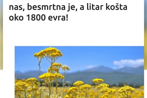ČUDESNA BILJKA: Raste kod nas, besmrtna je, a litar košta oko 1800 evra!