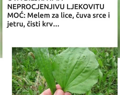OVA BILJKA IMA NEPROCJENJIVU LJEKOVITU MOĆ: Melem za lice, čuva srce i jetru, čisti krv…