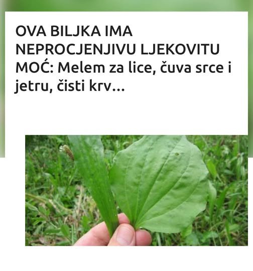 OVA BILJKA IMA NEPROCJENJIVU LJEKOVITU MOĆ: Melem za lice, čuva srce i jetru, čisti krv…