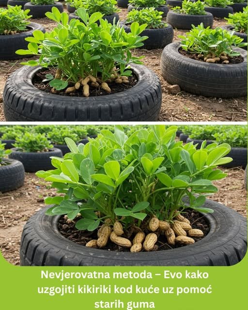 Nevjerovatna metoda – Evo kako uzgojiti kikiriki kod kuće uz pomoć starih guma