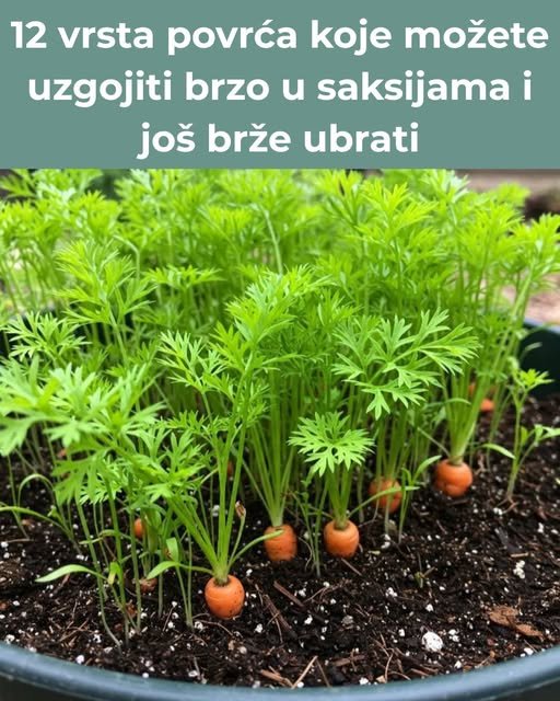 Za veliki rast bez hemije – Ovo je najbolji dodatak za paradajz, papriku, krastavac i patlidžan!