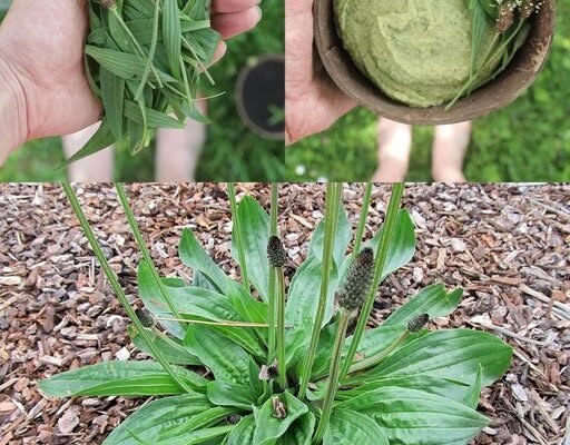 Nevjerovatne prednosti Plantago lanceolata i kako ga koristiti