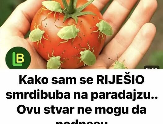Kako sam se RIJEŠIO smrdibuba na paradajzu.. Ovu stvar ne mogu da podnesu
