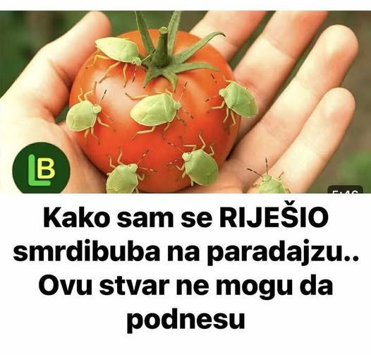 Kako sam se RIJEŠIO smrdibuba na paradajzu.. Ovu stvar ne mogu da podnesu