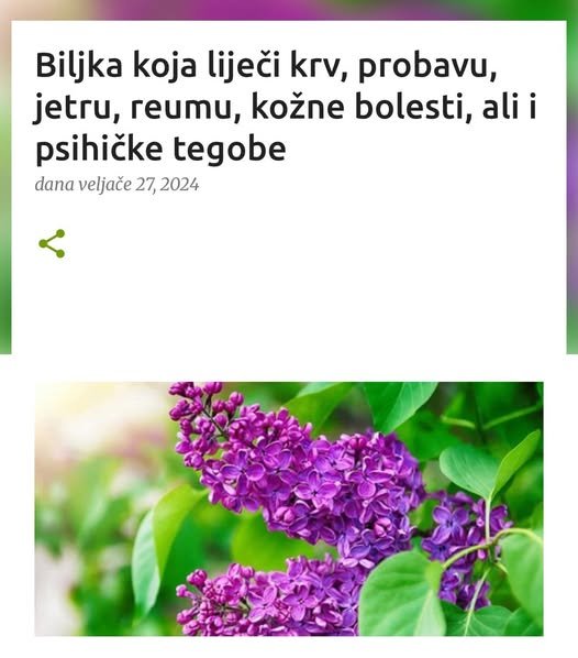Biljka koja liječi krv, probavu, jetru, reumu, kožne bolesti, ali i psihičke tegobe