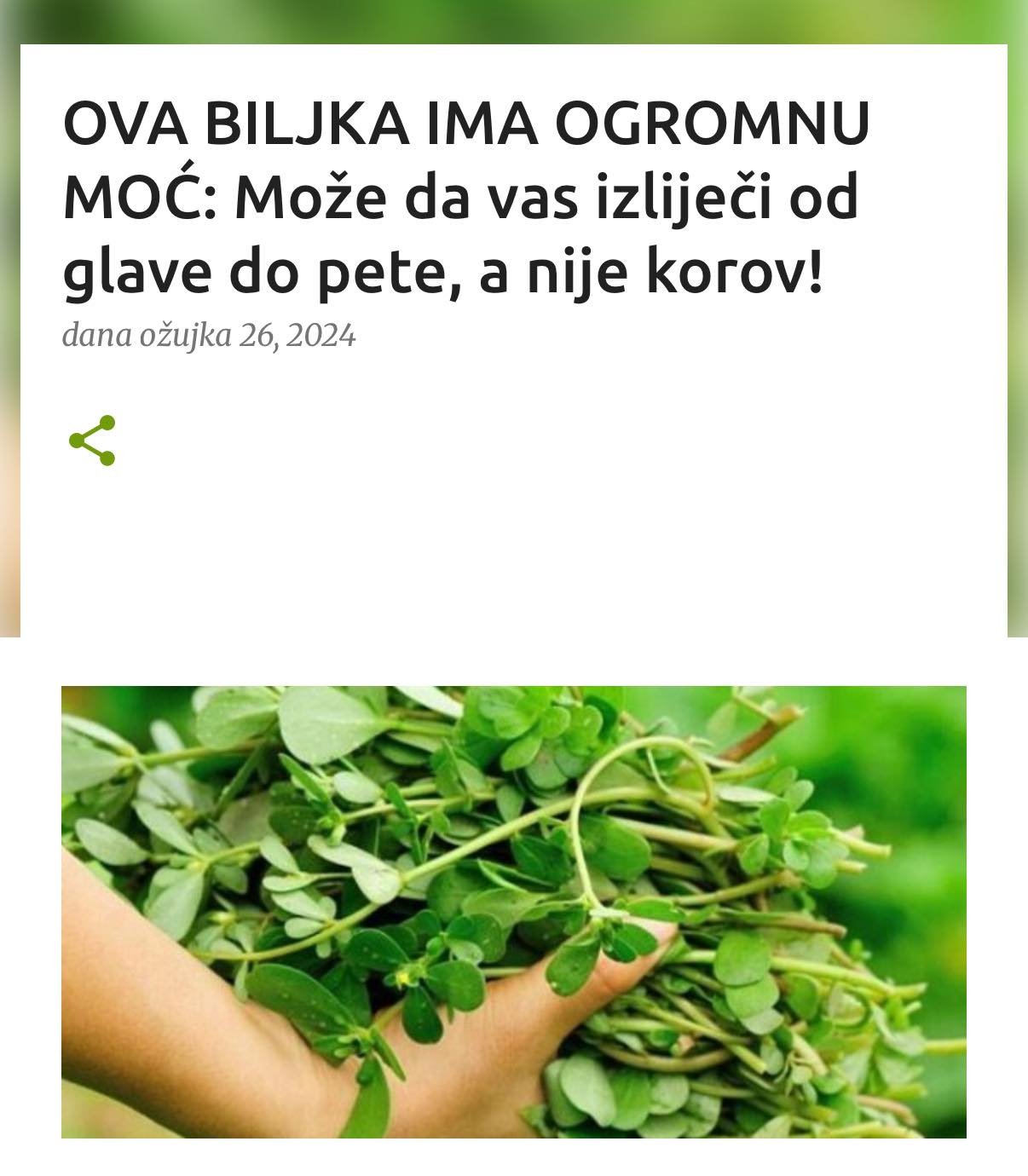 OVA BILJKA IMA OGROMNU MOĆ: Može da vas izliječi od glave do pete, a nije korov!