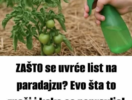 ZAŠTO se uvrće list na paradajzu? Evo šta to znači i kako se popravlja!