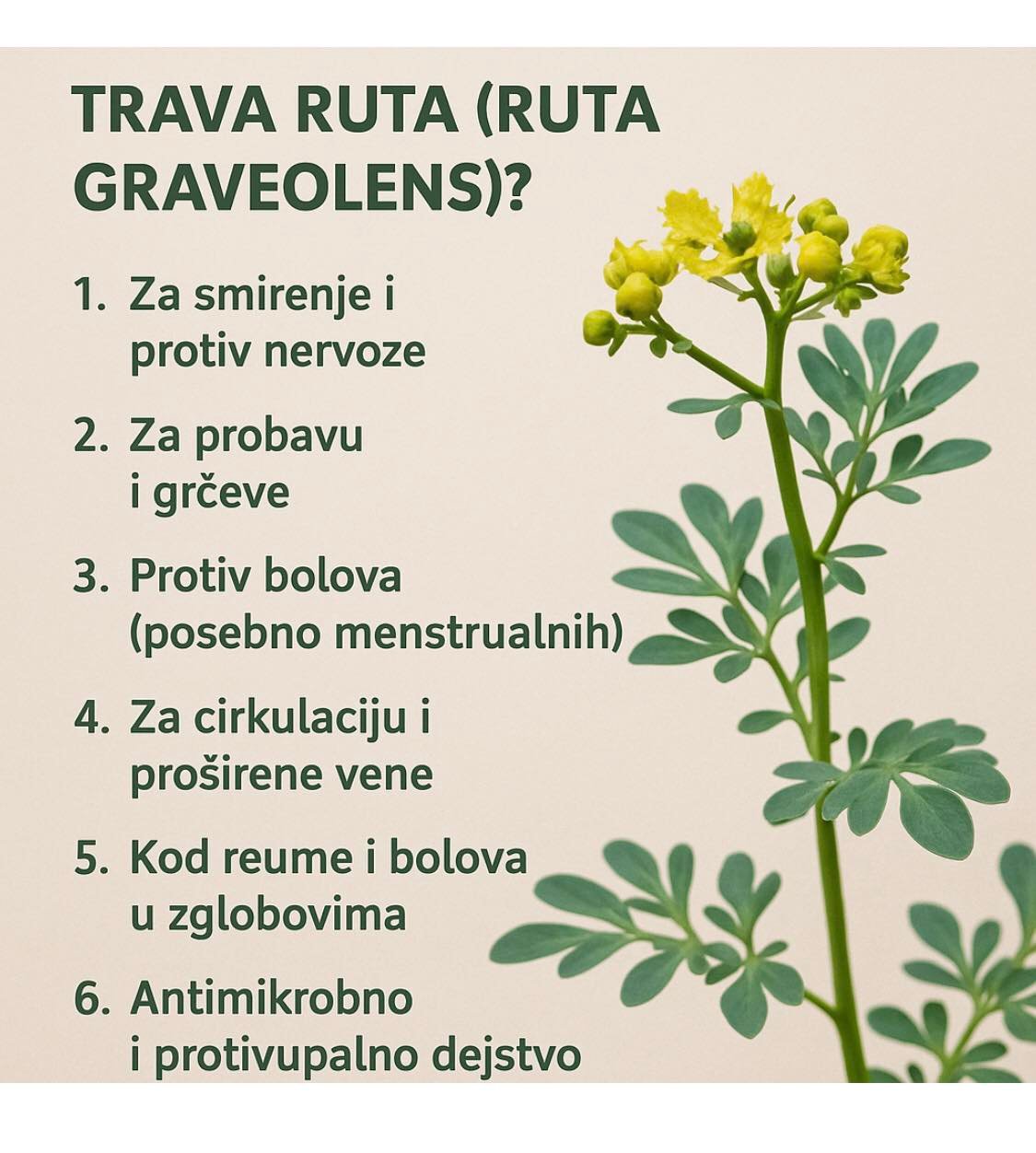 Trava ruta prepoznatljivog mirisa služi kao začin i kao lijek