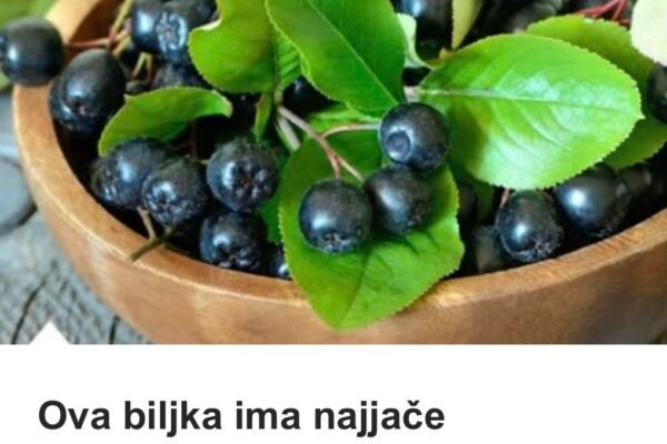 Ova biljka ima najjače antikancerogeno dejstvo! Šaka dnevno i BIĆETE ZDRAVI KAO DREN!