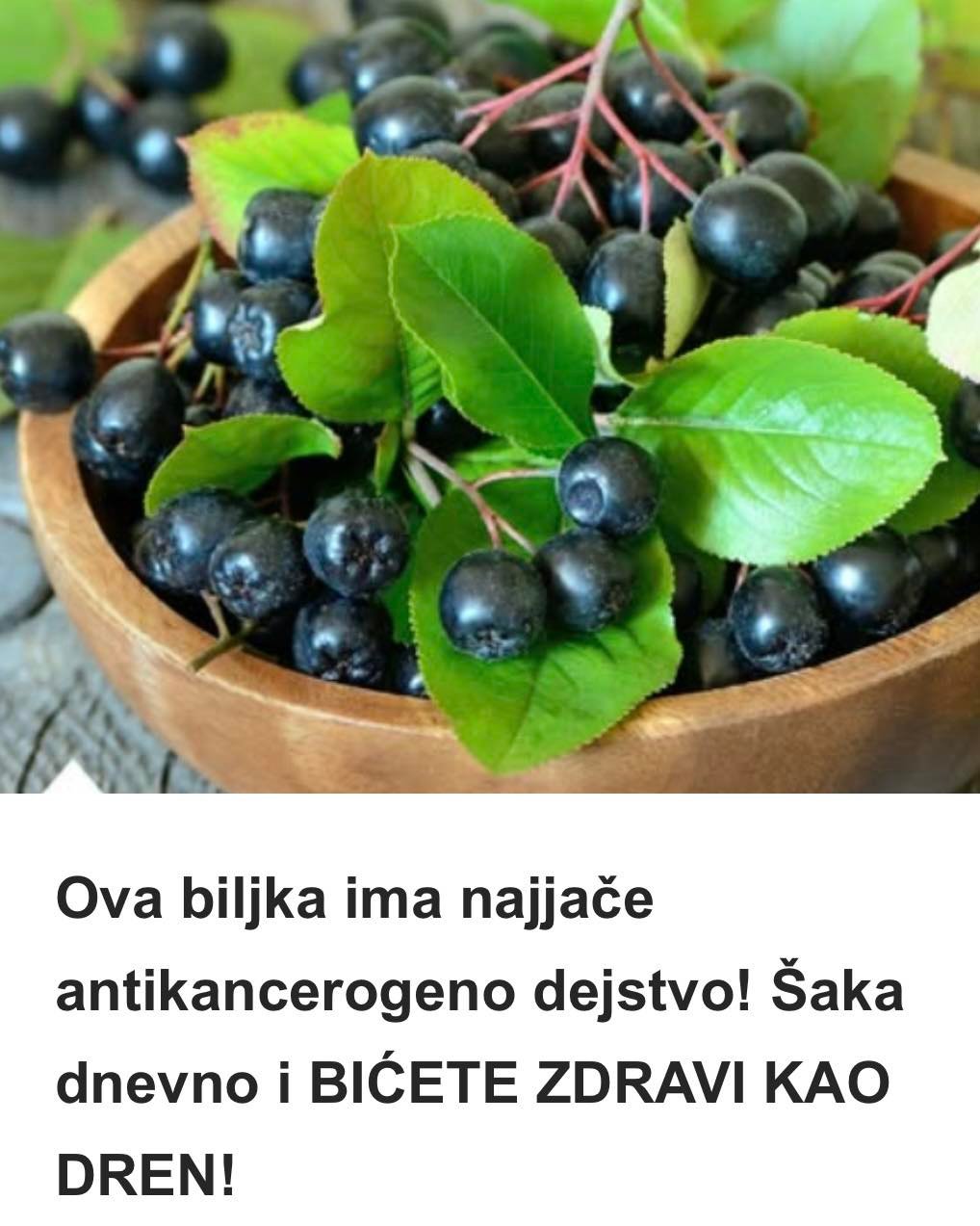 Ova biljka ima najjače antikancerogeno dejstvo! Šaka dnevno i BIĆETE ZDRAVI KAO DREN!
