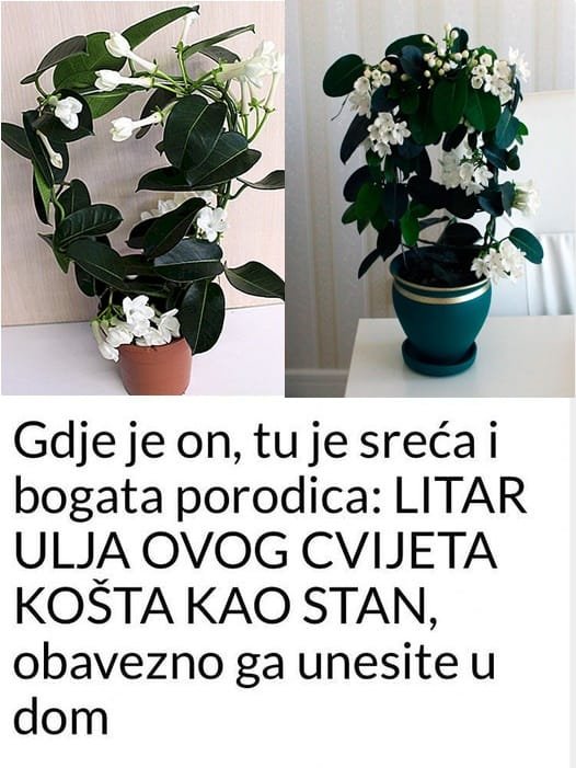 Gdje Je On, Tu Je Sreća I Bogata Porodica: LITAR ULJA OVOG CVIJETA KOŠTA KAO STAN, Obavezno Ga Unesite U Dom