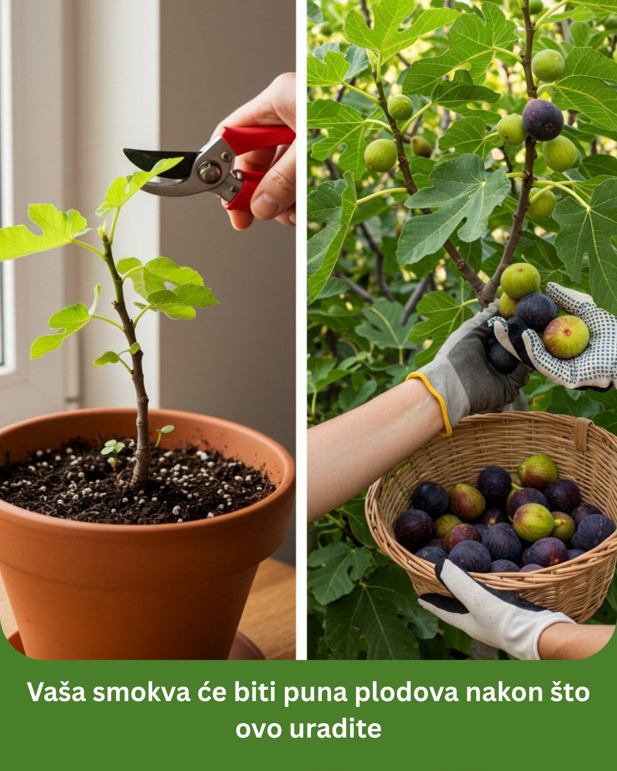 Vaša smokva će biti puna plodova nakon što ovo uradite