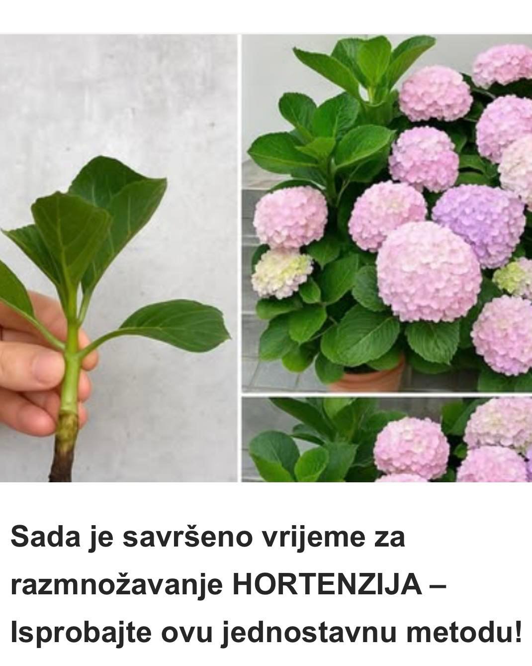 Sada je savršeno vrijeme za razmnožavanje HORTENZIJA – Isprobajte ovu jednostavnu metodu!