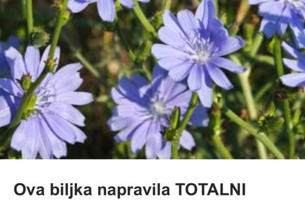 Ova biljka napravila TOTALNI PREOKRET U NARODNOJ MEDICINI: Travari tvrde da je pravi FENOMEN (RECEPTI)