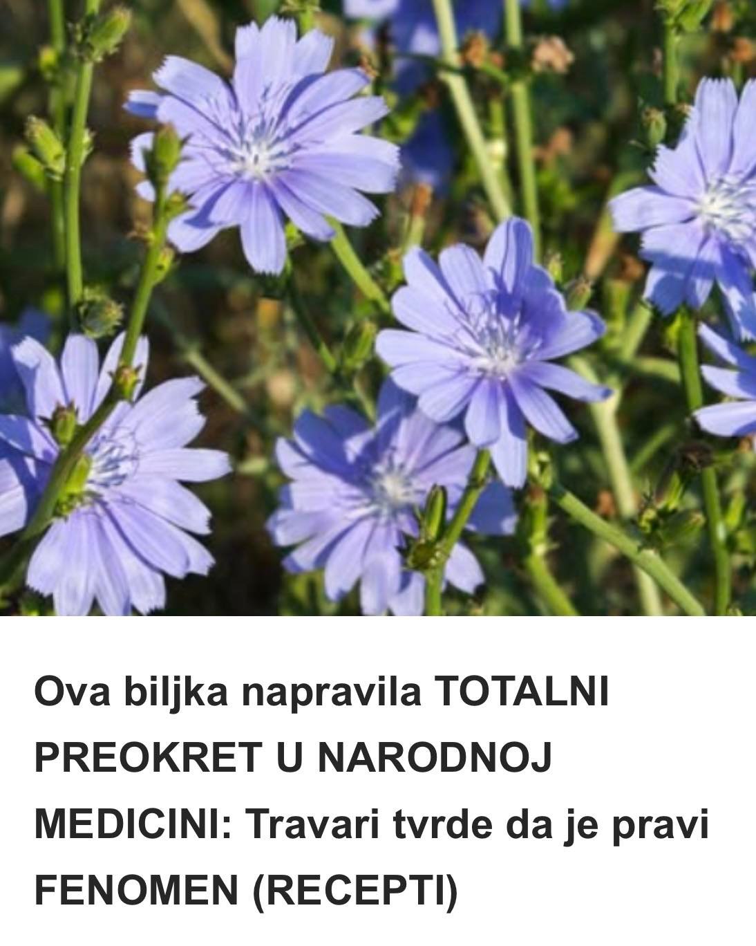 Ova biljka napravila TOTALNI PREOKRET U NARODNOJ MEDICINI: Travari tvrde da je pravi FENOMEN (RECEPTI)