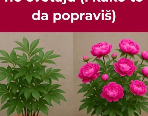 Najčešći razlozi zašto božuri ne cvetaju – i kako to lako popraviti!