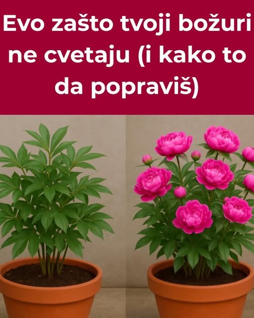 Najčešći razlozi zašto božuri ne cvetaju – i kako to lako popraviti!