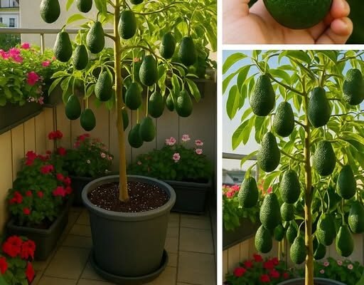 Prestanite kupovati prskani avokado – Evo kako da uzgojite svoj zdravi i prirodni kod kuće