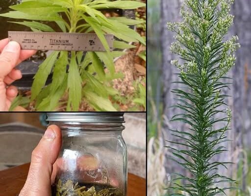 Konjska trava (Erigeron canadensis): 20 nevjerovatnih prednosti i kako je koristiti
