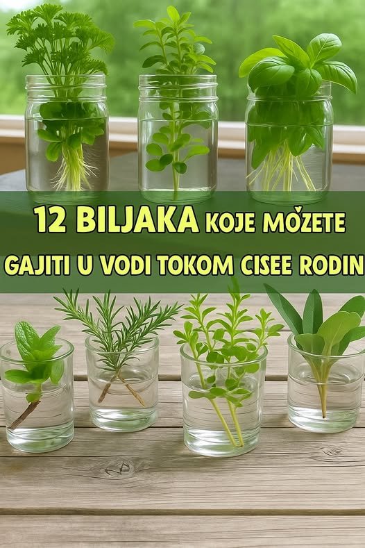 12 biljaka koje možete uzgajati samo s vodom tokom cijele godine
