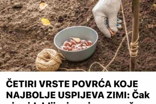 ČETIRI VRSTE POVRĆA KOJE NAJBOLJE USPIJEVA ZIMI: Čak ni najdeblji minus imne može ništa, bićete mirni do proljeća