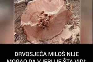 DRVOSJEČA MILOŠ NIJE MOGAO DA VJERUJE ŠTA VIDI: Ovo se dešava jednom u 100 godina! Posjekao stablo i ostao u čudu