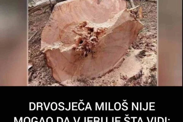 DRVOSJEČA MILOŠ NIJE MOGAO DA VJERUJE ŠTA VIDI: Ovo se dešava jednom u 100 godina! Posjekao stablo i ostao u čudu