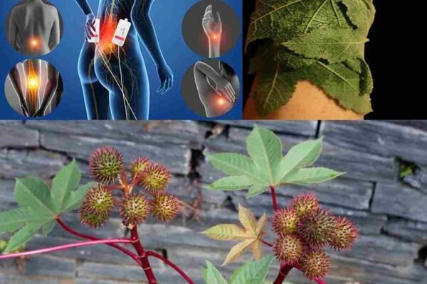 Kada se spomene ricinus, većina ljudi pomisli na ricinusovo ulje. Međutim, i listovi ove biljke imaju veliku vrijednost u tradicionalnoj medicini i prirodnim metodama očuvanja zdravlja. Bogati su protuupalnim, antibakterijskim i detoksikacijskim svojstvima, pa se vijekovima koriste u različitim kulturama za poboljšanje zdravlja i liječenje tegoba. U nastavku donosimo 10 iznenađujućih i moćnih koristi listova ricinusa, kao i načine njihove upotrebe kod kuće. 10 koristi listova ricinusa 1. Ublažava bolove u zglobovima i mišićima Listovi ricinusa imaju prirodna protuupalna svojstva. Topli oblozi od listova pomažu kod artritisa, otoka zglobova i bolnih mišića. ✅ Kako koristiti: Blago zagrijati list, staviti na bolno mjesto i učvrstiti tkaninom. 2. Prirodna detoksikacija organizma U narodnoj medicini koriste se za poticanje limfne drenaže i detoksikaciju. Oblozi podržavaju rad jetre i probavnog sistema u eliminaciji toksina. 3. Potiče zacjeljivanje rana Zahvaljujući antibakterijskim i antigljivičnim svojstvima, listovi su korisni kod posjekotina, ogrebotina i kožnih infekcija. ✅ Savjet: Zgnječene svježe listove nanijeti direktno ili koristiti oblog. 4. Smanjuje menstrualne grčeve Topli oblozi od listova stavljeni na donji stomak pomažu opuštanju mišića i ublažavaju bol tokom menstruacije. 5. Poboljšava zdravlje kose Ispravljanje kose čajem od listova može smanjiti perut i potaknuti rast kose, jer hranjive tvari poboljšavaju cirkulaciju vlasišta. ✅ Kako koristiti: Prokuhati listove u vodi, procijediti, ohladiti i koristiti kao ispiranje kose. 6. Pomaže dojiljama U nekim tradicionalnim praksama listovi se stavljaju na grudi dojilja radi poticanja protoka mlijeka i ublažavanja otoka ili začepljenih kanala. 7. Ublažava otoke i upale Topikalna primjena pomaže kod otoka izazvanih ujedom insekta, uganućem ili upalom. Hladni i umirujući efekti donose brzo olakšanje. 8. Olakšava disajne tegobe Udisanje pare od prokuhanih listova prirodan je lijek za kašalj, začepljenje i prehlade u grudima. Pomaže u čišćenju pluća i olakšava disanje. 9. Suzbija kožne probleme Ekstrakti listova pomažu kod ekcema, gljivičnih oboljenja i akni. Smiruju iritaciju i obnavljaju kožu. 10. Potiče bolju probavu U narodnoj medicini čaj od listova koristi se za poticanje probave i ublažavanje zatvora, kao i smanjenje nadutosti i grčeva u stomaku. ⚠️ Uvijek se posavjetujte s ljekarom prije unutrašnje upotrebe. Sigurnosna napomena Iako listovi ricinusa imaju brojne koristi, potrebno je oprezno rukovanje. Sama biljka sadrži ricin – veoma otrovnu supstancu koja se uglavnom nalazi u sjemenkama. Listovi se smatraju sigurnijim, naročito za vanjsku upotrebu, ali ih nikada ne treba jesti sirove niti koristiti bez dovoljno znanja. Zaključak Listovi ricinusa su pravo blago prirodne medicine, iako često ostanu u sjeni ricinusovog ulja. Bilo da ih koristite za ublažavanje bolova, podršku rastu kose ili jačanje imuniteta, oni mogu biti vrijedan dodatak vašoj prirodnoj kutiji za zdravlje.