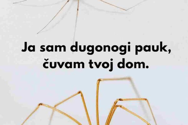 Pripada porodici Pholcidae i jedan je od najčešćih paukova koje susrećemo u kućama. Iako mnogima izgled može djelovati neugodno, ovaj pauk je potpuno bezopasan za ljude i zapravo donosi mnogo koristi. Njegova prisutnost doprinosi prirodnoj ravnoteži u zatvorenom prostoru i pomaže u borbi protiv neželjenih insekata. ✅ Evo zbog čega je ovaj mali stanovnik koristan: 1️⃣ Prirodna kontrola štetočina – lovi muhe, žohare i druge sitne insekte. 2️⃣ Hrani se opasnijim paucima – može pojesti čak i vrste poput crne udovice ili smeđeg samotnjaka. 3️⃣ Bezopasan za ljude – ne predstavlja nikakvu prijetnju i ne napada. 4️⃣ Održava ekološku ravnotežu – pomaže da se broj insekata u kući prirodno reguliše. 5️⃣ Diskretan stanovnik – njegovi tanki dugi udovi i neupadljivo ponašanje čine ga gotovo neprimjetnim. ✨ Iako njihove mreže ponekad mogu izgledati kao smetnja, dobrobiti ovih paukova su daleko značajnije. Umjesto da ih uklanjamo, vrijedi ih posmatrati kao tihe saveznike koji doprinose čistijem i zdravijem domu.