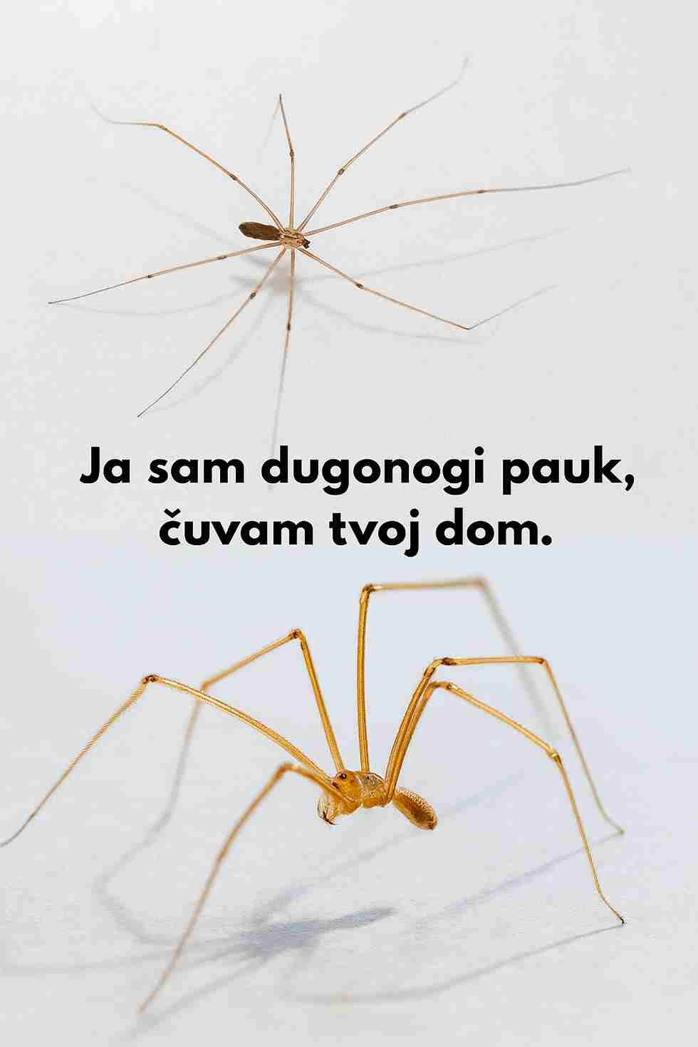 Pripada porodici Pholcidae i jedan je od najčešćih paukova koje susrećemo u kućama. Iako mnogima izgled može djelovati neugodno, ovaj pauk je potpuno bezopasan za ljude i zapravo donosi mnogo koristi. Njegova prisutnost doprinosi prirodnoj ravnoteži u zatvorenom prostoru i pomaže u borbi protiv neželjenih insekata. ✅ Evo zbog čega je ovaj mali stanovnik koristan: 1️⃣ Prirodna kontrola štetočina – lovi muhe, žohare i druge sitne insekte. 2️⃣ Hrani se opasnijim paucima – može pojesti čak i vrste poput crne udovice ili smeđeg samotnjaka. 3️⃣ Bezopasan za ljude – ne predstavlja nikakvu prijetnju i ne napada. 4️⃣ Održava ekološku ravnotežu – pomaže da se broj insekata u kući prirodno reguliše. 5️⃣ Diskretan stanovnik – njegovi tanki dugi udovi i neupadljivo ponašanje čine ga gotovo neprimjetnim. ✨ Iako njihove mreže ponekad mogu izgledati kao smetnja, dobrobiti ovih paukova su daleko značajnije. Umjesto da ih uklanjamo, vrijedi ih posmatrati kao tihe saveznike koji doprinose čistijem i zdravijem domu.