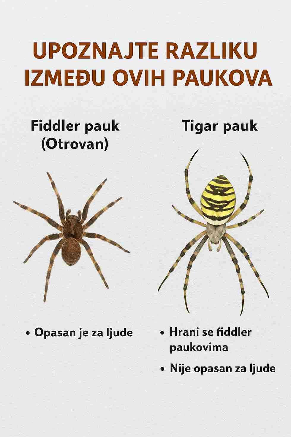 Pauci su česti gosti u našim domovima i vrtovima, a mnogi ih odmah doživljavaju kao prijetnju. Ipak, nije svaki pauk opasan – neki su čak i korisni jer pomažu u prirodnoj kontroli štetočina. Razlikovanje vrsta može nam pomoći da se osjećamo sigurnije i da bolje razumijemo ulogu ovih stvorenja. Dok određene vrste mogu predstavljati rizik za ljude, druge su potpuno bezopasne i često djeluju kao naši tihi saveznici. U nastavku su dva primjera koja jasno pokazuju zašto nije svaka paukova mreža razlog za brigu. ⚠️ Smeđi samotnjak (otrovni) • Može biti štetan za ljude • Njegov ugriz može izazvati ozbiljne reakcije ✅ Tigrasti pauk (bezopasan) • Hrani se smeđim samotnjacima • Ne predstavlja nikakav rizik za ljude 🌿 Iako njihova prisutnost ponekad može izazvati nelagodu, vrijedno je zapamtiti da mnogi pauci igraju važnu ulogu u održavanju ravnoteže u prirodi. Nisu svi neprijatelji – neki su zapravo dragocjeni saveznici koji čuvaju naš dom i vrt od neželjenih insekata.