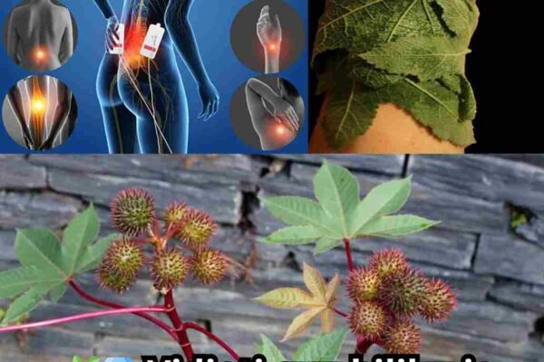 Phyllanthus niruri, poznat i kao lomilac kamena, je moćna biljka koja se vijekovima koristi u tradicionalnoj medicini. Njena ljekovita svojstva ne dolaze samo kroz čaj, već i kroz prah, ekstrakte i lokalnu primjenu. Ova biljka donosi niz zdravstvenih koristi i lako se može uključiti u svakodnevni život – čak i ako ste potpuni početnik. 25 koristi ljekovite biljke lomilac kamena Razbija bubrežne kamence – Pomaže u rastvaranju i prirodnom izbacivanju kamenaca. Podrška jetri – Detoksicira jetru i smanjuje upale. Sprječava žučne kamence – Smanjuje rizik od nastanka žučnih kamenaca. Poboljšava probavu – Ublažava nadutost, zatvor i lošu probavu. Jača imunitet – Podiže odbrambenu moć organizma protiv infekcija. Reguliše šećer u krvi – Pomaže u održavanju zdravog nivoa glukoze. Protiv upala – Smanjuje bol i upalu u zglobovima i mišićima. Snižava mokraćnu kiselinu – Sprječava napade gihta. Njega kože – Koristi se kod akni, ekcema i drugih kožnih problema. Olakšava disanje – Pomaže kod astme i bronhitisa. Zdravlje srca – Smanjuje holesterol i poboljšava cirkulaciju. Antivirusna svojstva – Pomaže u borbi protiv hepatitisa B i drugih virusa. Antibakterijsko djelovanje – Djelotvoran protiv bakterijskih infekcija. Balansira pritisak – Podržava zdrav krvni pritisak. Kontrola težine – Poboljšava metabolizam i pomaže u mršavljenju. Ublažava menstrualne bolove – Smiruje grčeve i hormonske disbalanse. Poboljšava san – Djeluje umirujuće i pomaže kod nesanice. Podstiče energiju – Pomaže protiv umora i daje vitalnost. Detoksikacija – Čisti tijelo od toksina. Smanjuje anksioznost – Umiruje i oslobađa od stresa. Liječi rane – Ubrzava zarastanje pri spoljašnjoj upotrebi. Protiv gljivica – Koristi se kod atletskog stopala i drugih gljivičnih infekcija. Podržava zdravlje žučne kese – Štiti od poremećaja rada žučne kese. Ublažava bol – Koristi se kod artritisa i drugih bolnih stanja. Poboljšava vid – Antioksidansi štite oči i doprinose zdravlju vida. Kako koristiti lomilac kamena kod kuće 1. Čaj od lomilca kamena (osnovni recept) Sastojci: 1 kašičica suhih listova, 1 šolja vode Priprema: Prokuhati vodu, dodati listove i kuhati 10 min. Procijediti i piti mlako. ✅ Upotreba: 1–2 šolje dnevno za bubrege i jetru. 2. Prah za unutrašnju upotrebu Priprema: Samljeti osušene listove u fini prah. Upotreba: ½ kašičice pomiješati s vodom ili sokom i popiti. 3. Lokalna primjena za kožu i rane Priprema: Svježe listove samljeti u pastu. Nanijeti na ranu, akne ili upaljeno mjesto 15–20 min, zatim isprati. 4. Ulje od lomilca kamena Sastojci: 1 šolja svježih listova + 1 šolja maslinovog ili kokosovog ulja Priprema: Na laganoj vatri kuhati 20 minuta, procijediti i čuvati u staklenoj posudi. ✅ Upotreba: Masaža zglobova i bolnih mišića. 5. Kapsule od lomilca kamena Priprema: Napuniti prazne kapsule prahom od listova. Upotreba: 1 kapsula dnevno za opće zdravlje. 6. Dekokt za bubrege i žuč Sastojci: 2 kašike suhih listova + 2 šolje vode Priprema: Kuhati dok polovina vode ne ispari. Procijediti. ✅ Upotreba: 2 kašike, dva puta dnevno. Savjeti za početnike Uvijek počnite s manjim dozama da provjerite podnošljivost. Koristite samo provjerene i kvalitetne listove. Trudnice, dojilje i osobe koje koriste lijekove treba da se posavjetuju s ljekarom. Zaključak Lomilac kamena (Phyllanthus niruri) je svestrana ljekovita biljka koja pruža koristi od zdravlja bubrega do njege kože. Čaj, prah, ulje ili kapsule – izbor je na vama. Redovnom i pravilnom upotrebom, ova biljka može postati snažan saveznik vašeg zdravlja.