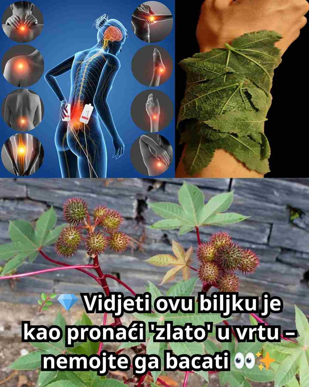 Phyllanthus niruri, poznat i kao lomilac kamena, je moćna biljka koja se vijekovima koristi u tradicionalnoj medicini. Njena ljekovita svojstva ne dolaze samo kroz čaj, već i kroz prah, ekstrakte i lokalnu primjenu. Ova biljka donosi niz zdravstvenih koristi i lako se može uključiti u svakodnevni život – čak i ako ste potpuni početnik. 25 koristi ljekovite biljke lomilac kamena Razbija bubrežne kamence – Pomaže u rastvaranju i prirodnom izbacivanju kamenaca. Podrška jetri – Detoksicira jetru i smanjuje upale. Sprječava žučne kamence – Smanjuje rizik od nastanka žučnih kamenaca. Poboljšava probavu – Ublažava nadutost, zatvor i lošu probavu. Jača imunitet – Podiže odbrambenu moć organizma protiv infekcija. Reguliše šećer u krvi – Pomaže u održavanju zdravog nivoa glukoze. Protiv upala – Smanjuje bol i upalu u zglobovima i mišićima. Snižava mokraćnu kiselinu – Sprječava napade gihta. Njega kože – Koristi se kod akni, ekcema i drugih kožnih problema. Olakšava disanje – Pomaže kod astme i bronhitisa. Zdravlje srca – Smanjuje holesterol i poboljšava cirkulaciju. Antivirusna svojstva – Pomaže u borbi protiv hepatitisa B i drugih virusa. Antibakterijsko djelovanje – Djelotvoran protiv bakterijskih infekcija. Balansira pritisak – Podržava zdrav krvni pritisak. Kontrola težine – Poboljšava metabolizam i pomaže u mršavljenju. Ublažava menstrualne bolove – Smiruje grčeve i hormonske disbalanse. Poboljšava san – Djeluje umirujuće i pomaže kod nesanice. Podstiče energiju – Pomaže protiv umora i daje vitalnost. Detoksikacija – Čisti tijelo od toksina. Smanjuje anksioznost – Umiruje i oslobađa od stresa. Liječi rane – Ubrzava zarastanje pri spoljašnjoj upotrebi. Protiv gljivica – Koristi se kod atletskog stopala i drugih gljivičnih infekcija. Podržava zdravlje žučne kese – Štiti od poremećaja rada žučne kese. Ublažava bol – Koristi se kod artritisa i drugih bolnih stanja. Poboljšava vid – Antioksidansi štite oči i doprinose zdravlju vida. Kako koristiti lomilac kamena kod kuće 1. Čaj od lomilca kamena (osnovni recept) Sastojci: 1 kašičica suhih listova, 1 šolja vode Priprema: Prokuhati vodu, dodati listove i kuhati 10 min. Procijediti i piti mlako. ✅ Upotreba: 1–2 šolje dnevno za bubrege i jetru. 2. Prah za unutrašnju upotrebu Priprema: Samljeti osušene listove u fini prah. Upotreba: ½ kašičice pomiješati s vodom ili sokom i popiti. 3. Lokalna primjena za kožu i rane Priprema: Svježe listove samljeti u pastu. Nanijeti na ranu, akne ili upaljeno mjesto 15–20 min, zatim isprati. 4. Ulje od lomilca kamena Sastojci: 1 šolja svježih listova + 1 šolja maslinovog ili kokosovog ulja Priprema: Na laganoj vatri kuhati 20 minuta, procijediti i čuvati u staklenoj posudi. ✅ Upotreba: Masaža zglobova i bolnih mišića. 5. Kapsule od lomilca kamena Priprema: Napuniti prazne kapsule prahom od listova. Upotreba: 1 kapsula dnevno za opće zdravlje. 6. Dekokt za bubrege i žuč Sastojci: 2 kašike suhih listova + 2 šolje vode Priprema: Kuhati dok polovina vode ne ispari. Procijediti. ✅ Upotreba: 2 kašike, dva puta dnevno. Savjeti za početnike Uvijek počnite s manjim dozama da provjerite podnošljivost. Koristite samo provjerene i kvalitetne listove. Trudnice, dojilje i osobe koje koriste lijekove treba da se posavjetuju s ljekarom. Zaključak Lomilac kamena (Phyllanthus niruri) je svestrana ljekovita biljka koja pruža koristi od zdravlja bubrega do njege kože. Čaj, prah, ulje ili kapsule – izbor je na vama. Redovnom i pravilnom upotrebom, ova biljka može postati snažan saveznik vašeg zdravlja.