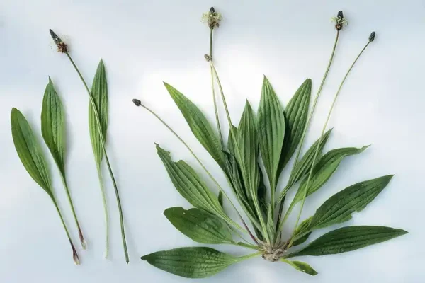 Plantago lanceolata, poznat i kao uskolisni trputac, je ljekovita biljka široko rasprostranjena u prirodi – raste na poljima, pored puteva i u vrtovima. Ova skromna biljka koristi se stoljećima u tradicionalnoj medicini zbog brojnih zdravstvenih koristi. Bogata je hranljivim tvarima, antioksidansima i protuupalnim jedinjenjima, pa se lako može uključiti u svakodnevni život kao prirodni lijek. 15 koristi trputca (Plantago lanceolata) 1. Umiruje respiratorne tegobe Prirodni je lijek protiv kašlja, bronhitisa i drugih respiratornih problema. Njegova ekspektorantna svojstva pomažu u izbacivanju sluzi i olakšavaju disanje. 2. Smanjuje upalu Sadrži protuupalne spojeve koji smanjuju otok i bol, pa je djelotvoran kod artritisa i bolnih mišića. 3. Liječi rane Listovi imaju prirodna antiseptička i ljekovita svojstva. Pomažu zaustaviti krvarenje, spriječiti infekcije i ubrzati zacjeljivanje. 4. Umiruje iritacije kože Odličan je za ublažavanje osipa, ujeda insekata i manjih opekotina. Hladno djelovanje smanjuje crvenilo i nelagodu. 5. Podržava zdravlje probave Pomaže kod bolova u stomaku, loše probave i nadutosti. Takođe reguliše rad crijeva i doprinosi zdravlju probavnog sistema. 6. Jača imunitet Zahvaljujući obilju antioksidanasa i vitamina, jača odbrambeni sistem organizma i pomaže u borbi protiv infekcija. 7. Ublažava upalu grla Grgljanje čaja od listova trputca umiruje grlo i smanjuje upalu. 8. Poboljšava zdravlje urinarnog sistema Djeluje kao diuretik, pomaže izbacivanje toksina i smanjuje rizik od infekcija urinarnog trakta. 9. Čisti organizam Prirodna svojstva detoksikacije podržavaju rad jetre i pomažu izbacivanje štetnih tvari. 10. Ublažava alergije Može smanjiti simptome sezonskih alergija smanjujući upalu u nosnim putevima. 11. Pomaže oralno zdravlje Žvakanje listova ili upotreba u čajnim ispiranjem usta pomaže u borbi protiv bakterija, smanjuje upalu desni i osvježava dah. 12. Podržava zdravlje srca Njegova antioksidativna i protuupalna svojstva štite krvne sudove i doprinose boljem radu srca. 13. Smiruje grčeve u mišićima Ima antispazmodična svojstva, pa ublažava grčeve i spazme mišića. 14. Poboljšava ten Redovnom upotrebom može pomoći u borbi protiv akni i doprinosi čistoj i zdravoj koži. 15. Suzbija infekcije Zahvaljujući antimikrobnim svojstvima, prirodna je zaštita od bakterijskih i gljivičnih infekcija. Kako koristiti Plantago lanceolata Biljni čaj – Prelijte šaku svježih ili suhih listova vrelom vodom i ostavite 5–10 minuta. Čaj pomaže kod respiratornih tegoba, probavnih smetnji i upale grla. Možete ga piti topao ili koristiti kao grgoljku. Oblog (poultice) – Svježe listove zgnječite u pastu i stavite direktno na ranu, ujed insekta ili osip. Prekrijte čistom gazom i ostavite nekoliko sati. Ulje ili melem – Listove potopite u maslinovo ili kokosovo ulje i lagano zagrijavajte nekoliko sati, zatim procijedite. Dobiveno ulje koristite za masažu bolnih mišića ili kao osnovu za melem. U ishrani – Mladi listovi se mogu jesti sirovi ili kuhani. Dodajte ih u salate, supe ili pržena jela. Prirodna vodica za usta – Napravite čaj od listova i koristite ga za ispiranje usta radi boljeg oralnog zdravlja. Detoks napitak – Svježe listove izmiksajte sa vodom i malo limuna za osvježavajući napitak koji podržava rad jetre i jača imunitet. Zaključak Trputac (Plantago lanceolata) je moćan, a često zanemaren prirodni lijek. Od olakšavanja disanja do bržeg zacjeljivanja rana i podrške probavi – njegova primjena je zaista raznovrsna. Bilo da ga pijete kao čaj, koristite kao oblog ili dodate u ishranu, trputac je jednostavan i prirodan način da poboljšate zdravlje. Napomena: Uvijek se posavjetujte s ljekarom prije upotrebe trputca u medicinske svrhe, posebno ako ste trudni, dojite ili imate hronične zdravstvene probleme.